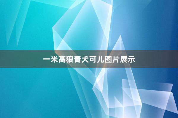 一米高狼青犬可儿图片展示